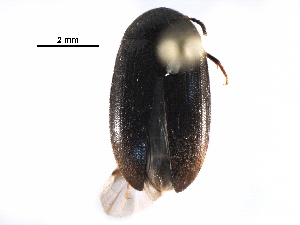  ( - BIOUG09964-F06)  @15 [ ] CreativeCommons - Attribution (2016) CBG Photography Group Centre for Biodiversity Genomics