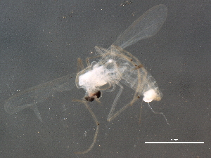  ( - BIOUG09955-A12)  @12 [ ] CreativeCommons - Attribution (2014) CBG Photography Group Centre for Biodiversity Genomics