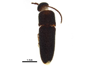  ( - BIOUG10059-A01)  @11 [ ] CreativeCommons - Attribution (2018) CBG Photography Group Centre for Biodiversity Genomics