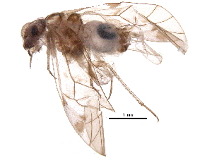  ( - BIOUG10204-H06)  @14 [ ] CreativeCommons - Attribution (2016) CBG Photography Group Centre for Biodiversity Genomics