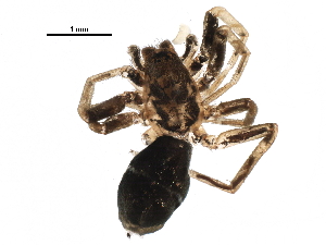  ( - BIOUG10526-A03)  @12 [ ] CreativeCommons - Attribution (2016) CBG Photography Group Centre for Biodiversity Genomics