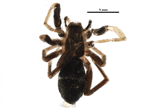  ( - BIOUG10526-A07)  @12 [ ] CreativeCommons - Attribution (2016) CBG Photography Group Centre for Biodiversity Genomics