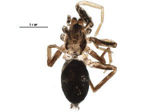  ( - BIOUG10526-A10)  @12 [ ] CreativeCommons - Attribution (2016) CBG Photography Group Centre for Biodiversity Genomics