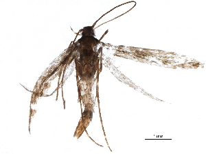  ( - BIOUG10643-A09)  @12 [ ] CreativeCommons - Attribution (2015) CBG Photography Group Centre for Biodiversity Genomics