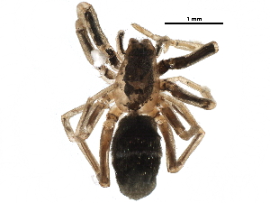  ( - BIOUG10643-F02)  @12 [ ] CreativeCommons - Attribution (2016) CBG Photography Group Centre for Biodiversity Genomics