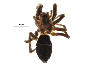  ( - BIOUG10643-F04)  @12 [ ] CreativeCommons - Attribution (2016) CBG Photography Group Centre for Biodiversity Genomics