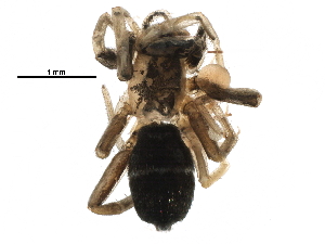  ( - BIOUG10643-G10)  @12 [ ] CreativeCommons - Attribution (2016) CBG Photography Group Centre for Biodiversity Genomics