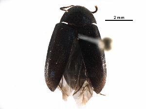  ( - BIOUG10921-E10)  @15 [ ] CreativeCommons - Attribution (2016) CBG Photography Group Centre for Biodiversity Genomics