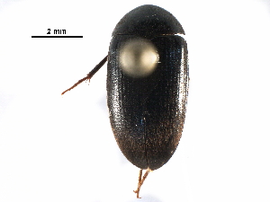  ( - BIOUG11062-D06)  @15 [ ] CreativeCommons - Attribution (2016) CBG Photography Group Centre for Biodiversity Genomics