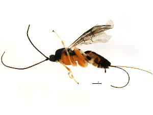  ( - BIOUG11324-C01)  @12 [ ] CreativeCommons - Attribution (2014) CBG Photography Group Centre for Biodiversity Genomics
