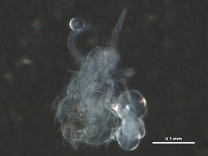  ( - BIOUG20333-G02)  @13 [ ] CreativeCommons - Attribution (2015) CBG Photography Group Centre for Biodiversity Genomics