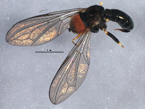  ( - BIOUG16516-F12)  @13 [ ] CreativeCommons - Attribution (2014) CBG Photography Group Centre for Biodiversity Genomics
