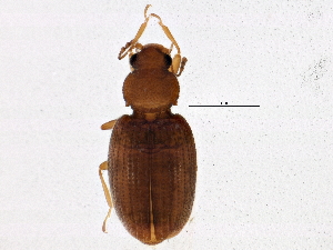  (Corticarina minuta - BIOUG03100-D02)  @14 [ ] CreativeCommons - Attribution (2013) CBG Photography Group Centre for Biodiversity Genomics