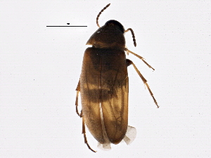  (Anaspis duryi - BIOUG03100-D12)  @14 [ ] CreativeCommons - Attribution (2013) CBG Photography Group Centre for Biodiversity Genomics