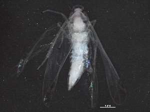  ( - BIOUG03101-F02)  @14 [ ] CreativeCommons - Attribution (2013) CBG Photography Group Centre for Biodiversity Genomics