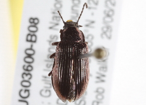  (Helops laetus - BIOUG03600-B08)  @14 [ ] CreativeCommons - Attribution (2014) CBG Photography Group Centre for Biodiversity Genomics