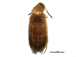  (Anaspis rufa - BIOUG06864-D03)  @15 [ ] CreativeCommons - Attribution (2014) CBG Photography Group Centre for Biodiversity Genomics