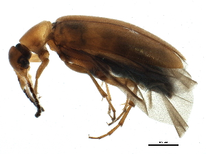  ( - BIOUG06864-F01)  @14 [ ] CreativeCommons - Attribution (2014) CBG Photography Group Centre for Biodiversity Genomics