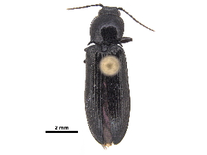  ( - BIOUG07203-F04)  @11 [ ] CreativeCommons - Attribution (2018) CBG Photography Group Centre for Biodiversity Genomics
