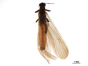  ( - BIOUG03837-A11)  @11 [ ] CreativeCommons - Attribution (2019) CBG Photography Group Centre for Biodiversity Genomics