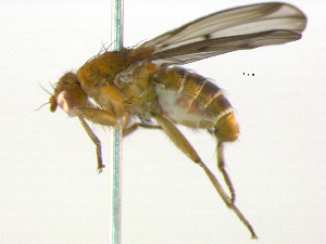  ( - BIOUG04669-A09)  @13 [ ] CreativeCommons - Attribution (2012) CBG Photography Group Centre for Biodiversity Genomics