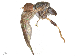  ( - BIOUG09750-F10)  @11 [ ] CreativeCommons - Attribution Share - Alike (2025) CBG Photography Group Centre for Biodiversity Genomics