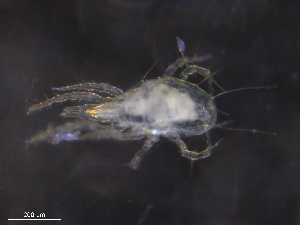  ( - BIOUG10142-C01)  @11 [ ] CreativeCommons - Attribution (2019) CBG Photography Group Centre for Biodiversity Genomics