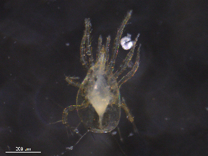  ( - BIOUG10586-B05)  @11 [ ] CreativeCommons - Attribution (2019) CBG Photography Group Centre for Biodiversity Genomics