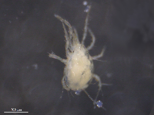  ( - BIOUG10774-D01)  @11 [ ] CreativeCommons - Attribution (2019) CBG Photography Group Centre for Biodiversity Genomics