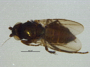  ( - BIOUG03129-E11)  @13 [ ] CreativeCommons - Attribution (2012) CBG Photography Group Centre for Biodiversity Genomics
