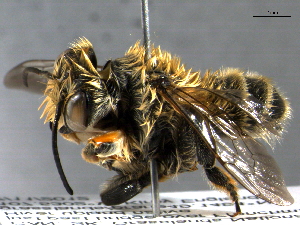  (Megachile dentitarsus - BIOUG02741-C08)  @15 [ ] CreativeCommons - Attribution (2013) CBG Photography Group Centre for Biodiversity Genomics