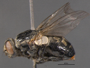  ( - BIOUG03141-H04)  @13 [ ] CreativeCommons - Attribution (2012) CBG Photography Group Centre for Biodiversity Genomics