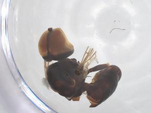  ( - BIOUG06572-H08)  @11 [ ] CreativeCommons - Attribution Share - Alike (2025) Centre for Biodiversity Genomics Centre for Biodiversity Genomics