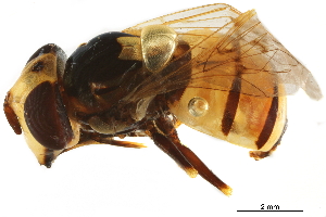  ( - BIOUG06461-A03)  @13 [ ] CreativeCommons - Attribution (2019) CBG Photography Group Centre for Biodiversity Genomics