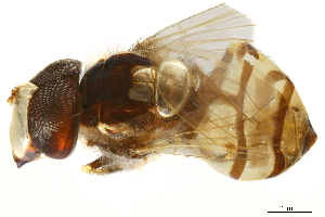  ( - BIOUG06461-B12)  @12 [ ] CreativeCommons - Attribution (2019) CBG Photography Group Centre for Biodiversity Genomics
