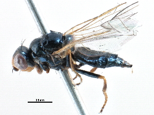  (Prochyliza nigricoxa - BIOUG20375-A12)  @13 [ ] CreativeCommons - Attribution (2015) CBG Photography Group Centre for Biodiversity Genomics