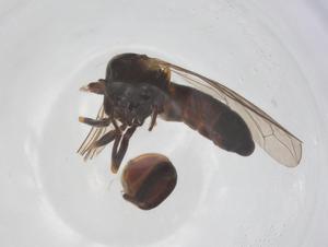  ( - BIOUG20680-H03)  @11 [ ] CreativeCommons - Attribution Share - Alike (2025) Centre for Biodiversity Genomics Centre for Biodiversity Genomics