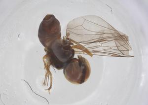  ( - BIOUG20688-C03)  @11 [ ] CreativeCommons - Attribution Share - Alike (2025) Centre for Biodiversity Genomics Centre for Biodiversity Genomics