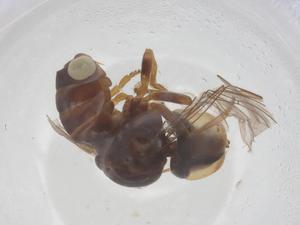  ( - BIOUG20689-D11)  @11 [ ] CreativeCommons - Attribution Share - Alike (2025) Centre for Biodiversity Genomics Centre for Biodiversity Genomics