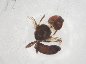  ( - BIOUG20890-B01)  @11 [ ] CreativeCommons - Attribution Share - Alike (2025) Centre for Biodiversity Genomics Centre for Biodiversity Genomics