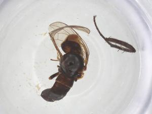  ( - BIOUG21099-A09)  @11 [ ] CreativeCommons - Attribution Share - Alike (2025) Centre for Biodiversity Genomics Centre for Biodiversity Genomics