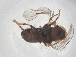  ( - BIOUG21104-A03)  @11 [ ] CreativeCommons - Attribution Share - Alike (2025) Centre for Biodiversity Genomics Centre for Biodiversity Genomics