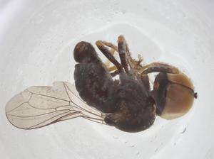  ( - BIOUG21104-E11)  @11 [ ] CreativeCommons - Attribution Share - Alike (2025) Centre for Biodiversity Genomics Centre for Biodiversity Genomics