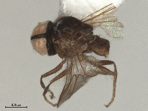  ( - BIOUG21623-G12)  @11 [ ] CreativeCommons - Attribution Share - Alike (2025) CBG Photography Group Centre for Biodiversity Genomics