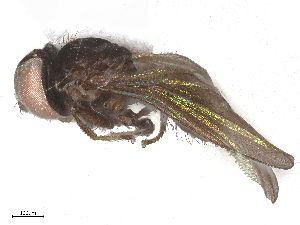  ( - BIOUG21634-G01)  @11 [ ] CreativeCommons - Attribution Share - Alike (2025) CBG Photography Group Centre for Biodiversity Genomics