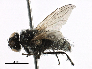  ( - BIOUG21637-F03)  @13 [ ] CreativeCommons - Attribution (2016) CBG Photography Group Centre for Biodiversity Genomics