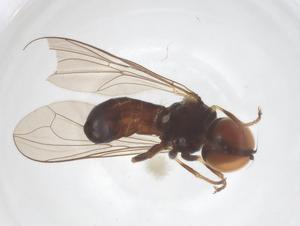  ( - BIOUG21640-D06)  @11 [ ] CreativeCommons - Attribution Share - Alike (2025) Centre for Biodiversity Genomics Centre for Biodiversity Genomics