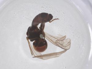  ( - BIOUG21528-E06)  @11 [ ] CreativeCommons - Attribution Share - Alike (2025) Centre for Biodiversity Genomics Centre for Biodiversity Genomics