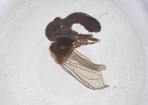  ( - BIOUG21530-D11)  @11 [ ] CreativeCommons - Attribution Share - Alike (2025) Centre for Biodiversity Genomics Centre for Biodiversity Genomics