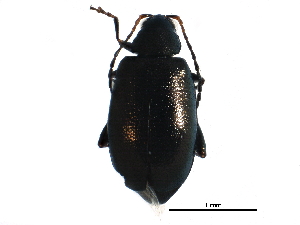  (Phyllotreta pusilla - BIOUG21334-F03)  @15 [ ] CreativeCommons - Attribution (2016) CBG Photography Group Centre for Biodiversity Genomics